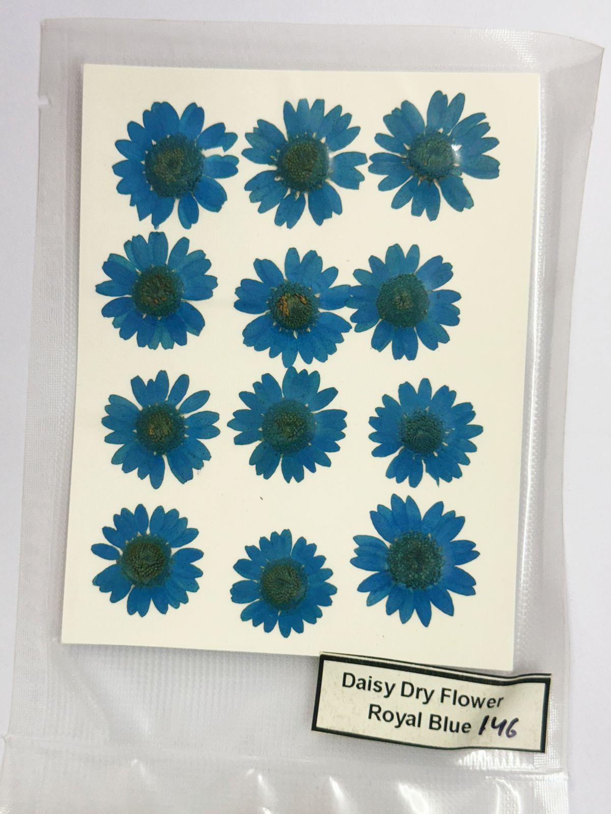 Pressed Daisy Dry Flowers- 1 pack – Royal Blue Design-146