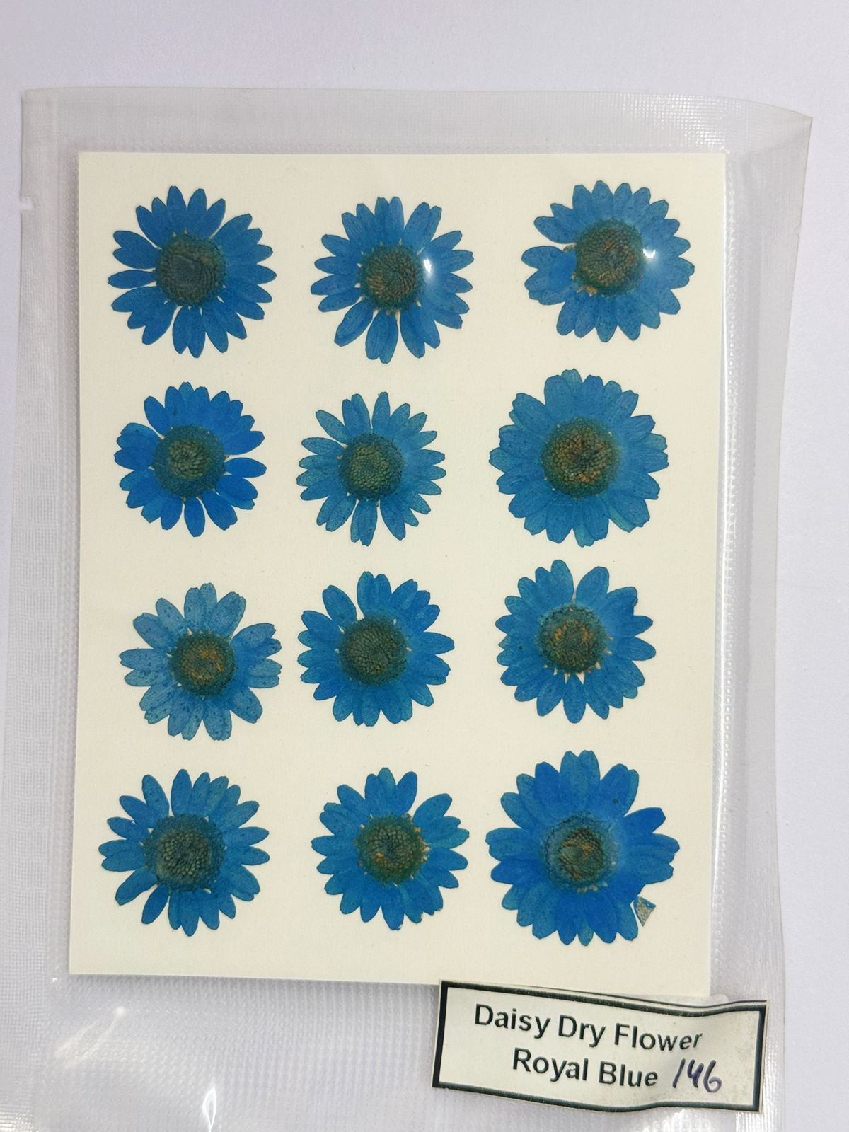 Pressed Daisy Dry Flowers- 1 pack – Royal Blue Design-146