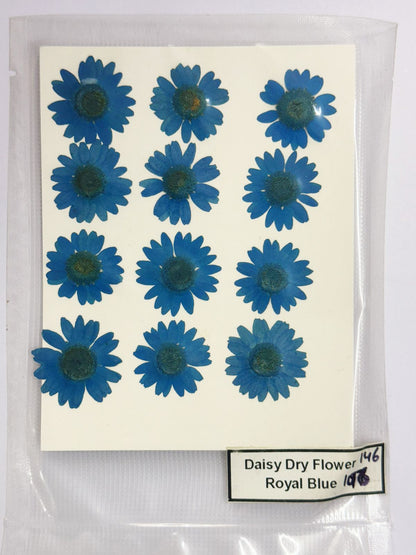 Pressed Daisy Dry Flowers- 1 pack – Royal Blue Design-146