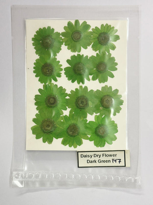 Pressed Daisy Dry Flowers- 1 pack – Dark Green DESIGN- 147