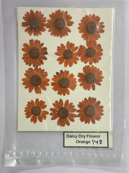 Pressed Daisy Dry Flowers- 1 pack – orange design – 148