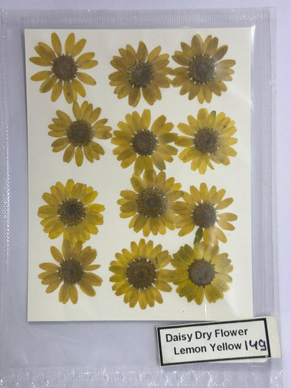 Pressed Daisy Dry Flowers- 1 pack – Lemon Yellow design – 149