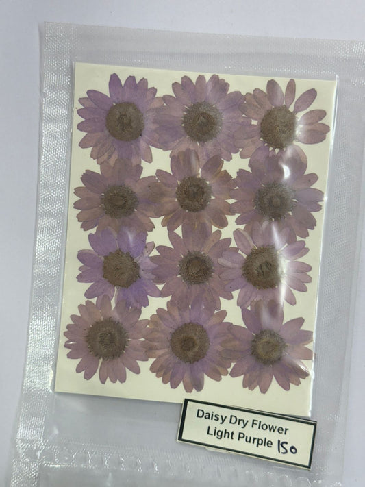 Pressed Daisy Dry Flowers- 1 pack – Light Purple design- 150