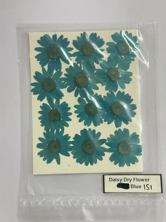 Pressed Daisy Dry Flowers- 1 pack – Blue Design-151