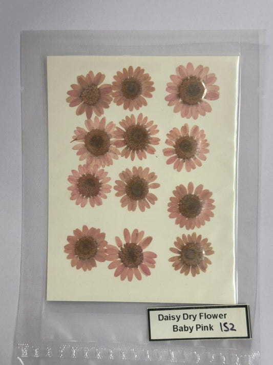 Pressed Daisy Dry Flowers- 1 pack – Baby Pink design – 152