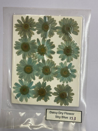 Pressed Daisy Dry Flowers- 1 pack – Sky Blue design – 153