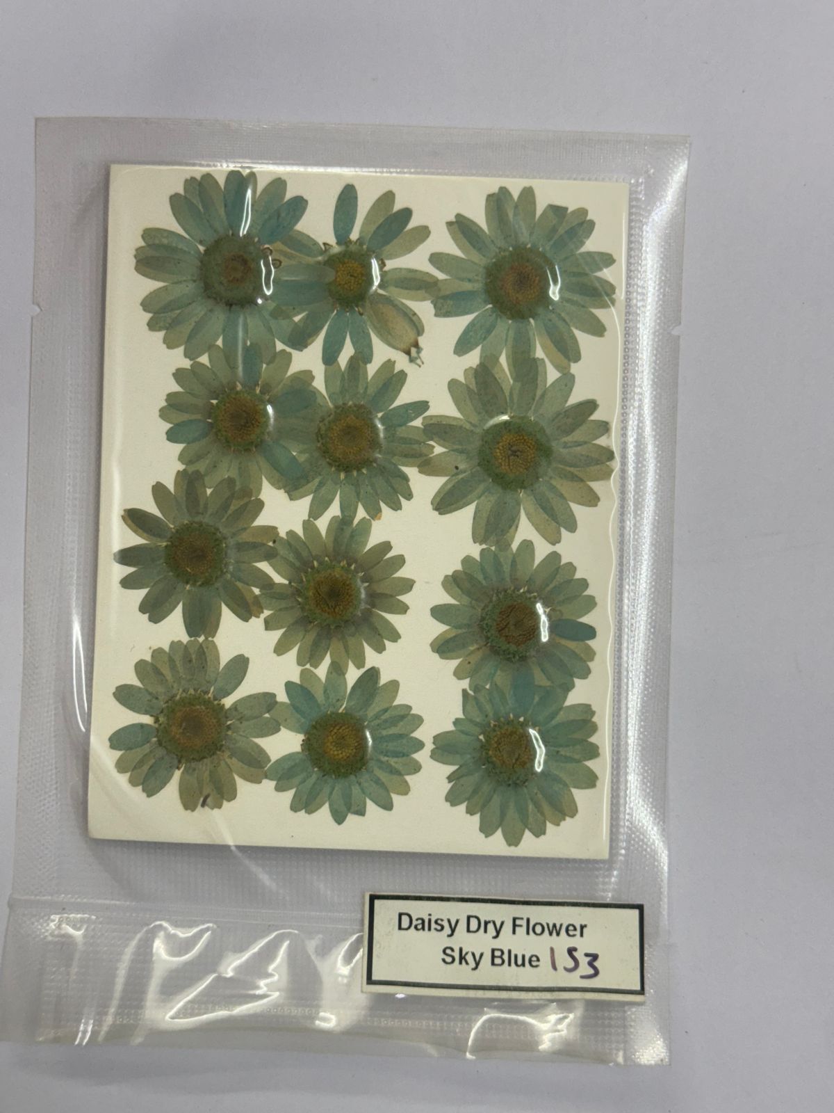 Pressed Daisy Dry Flowers- 1 pack – Sky Blue design – 153