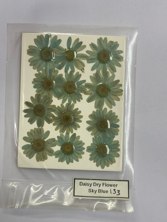 Pressed Daisy Dry Flowers- 1 pack – Sky Blue design – 153