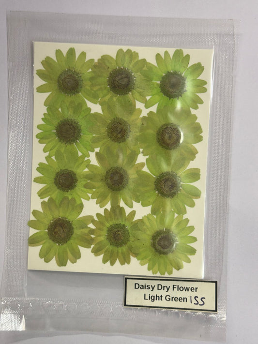 Pressed Daisy Dry Flowers- 1 pack – Light Green DESIGN – 155