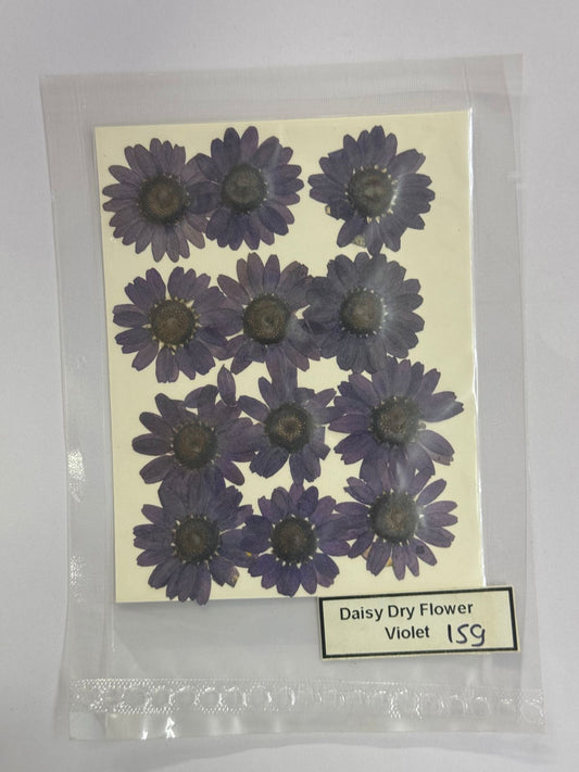 Pressed Daisy Dry Flowers- 1 pack – Violet design – 159