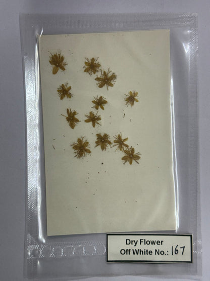 Pressed Dry Flowers- 1 pack – design – 167