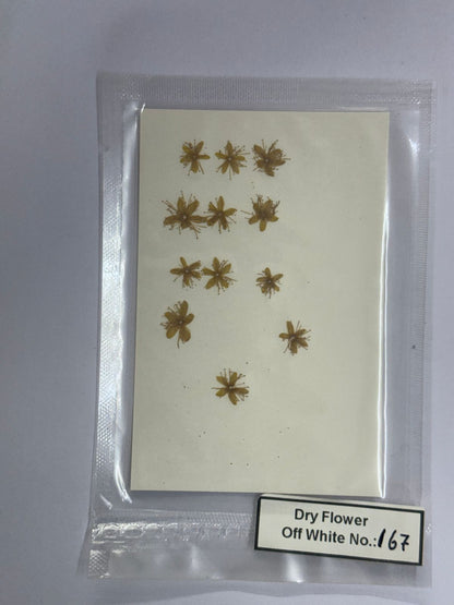 Pressed Dry Flowers- 1 pack – design – 167