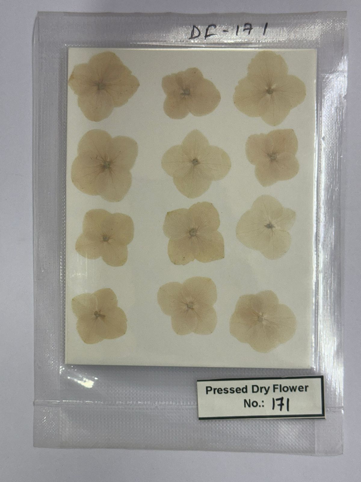 Pressed Dry Flowers- 1 pack – design – 171