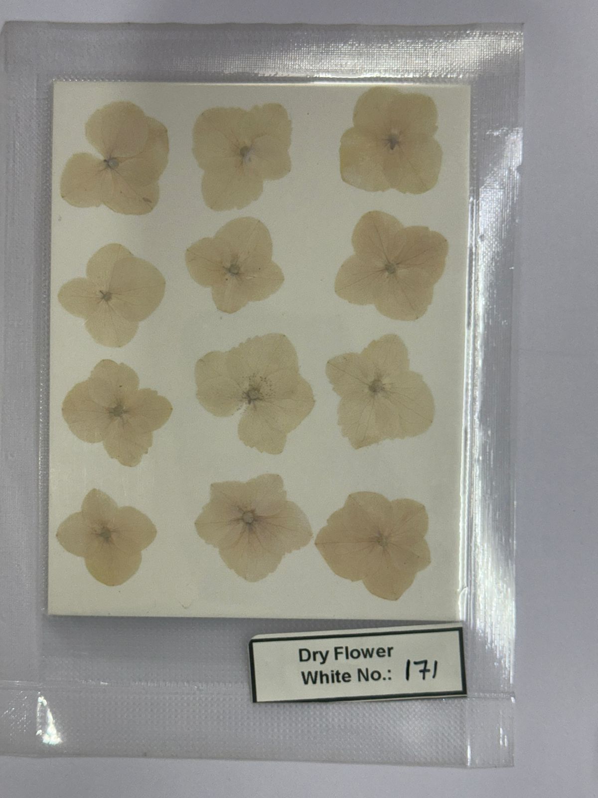 Pressed Dry Flowers- 1 pack – design – 171