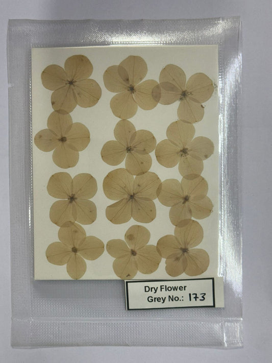 Pressed Dry Flowers- 1 pack – design – 173