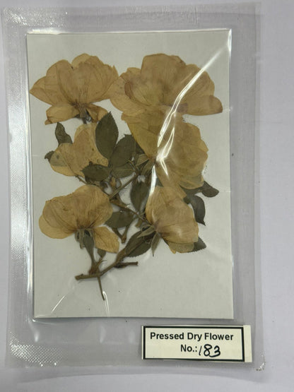 Pressed Dry Flowers- 1 pack – design – 183