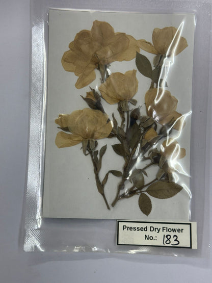 Pressed Dry Flowers- 1 pack – design – 183