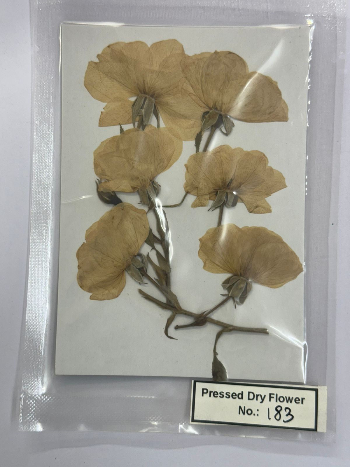 Pressed Dry Flowers- 1 pack – design – 183