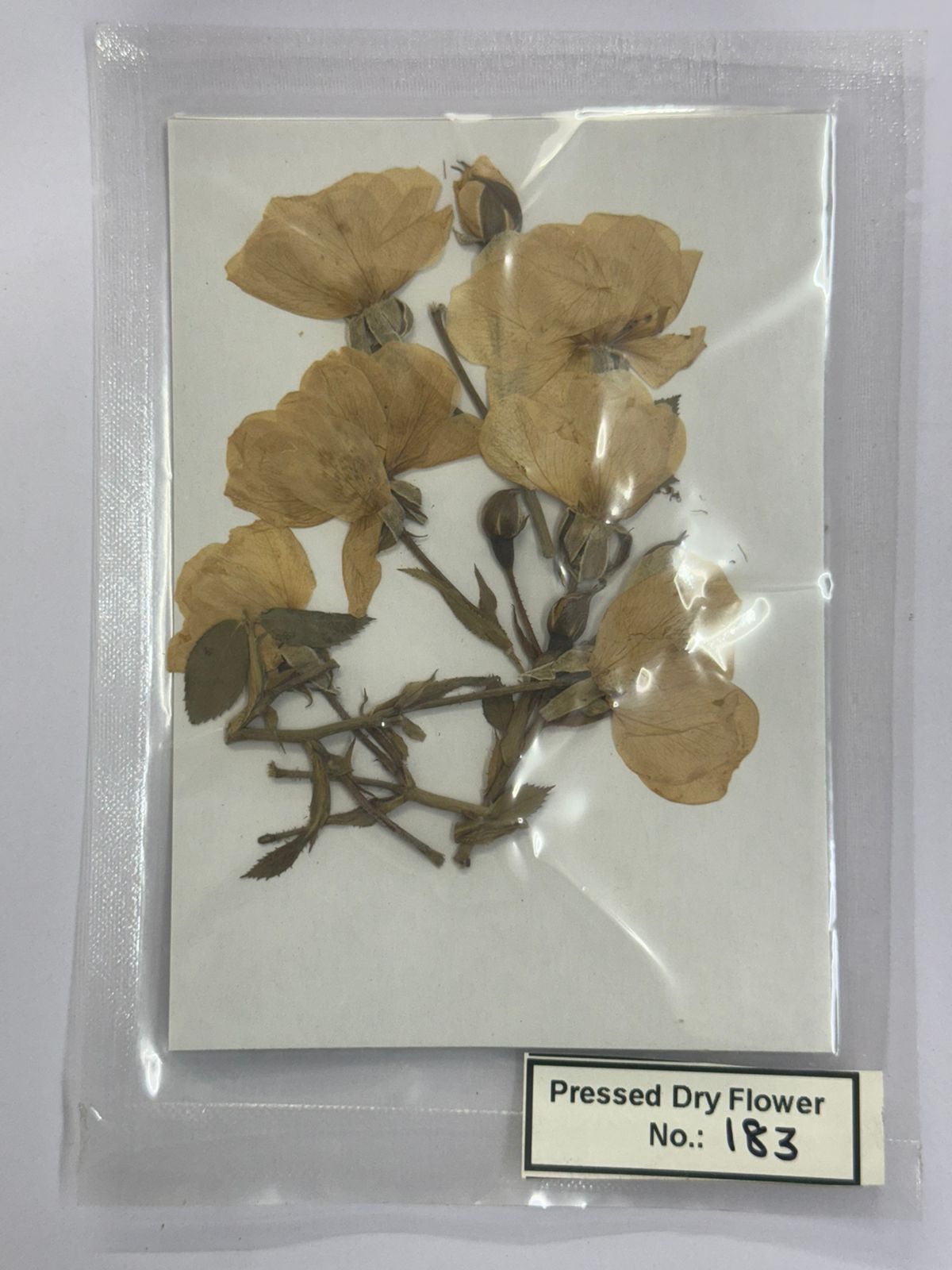 Pressed Dry Flowers- 1 pack – design – 183