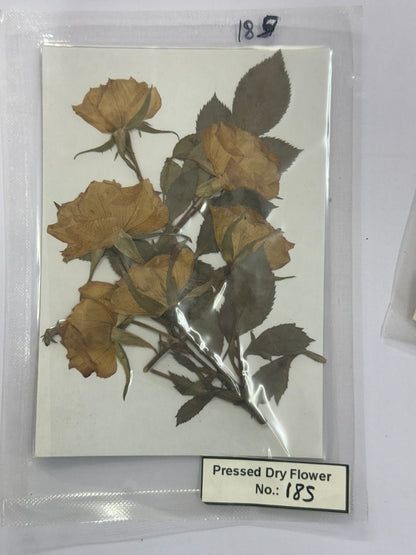 Pressed Dry Flowers- 1 pack – design – 185