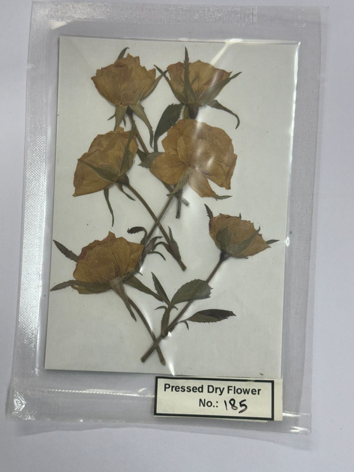 Pressed Dry Flowers- 1 pack – design – 185