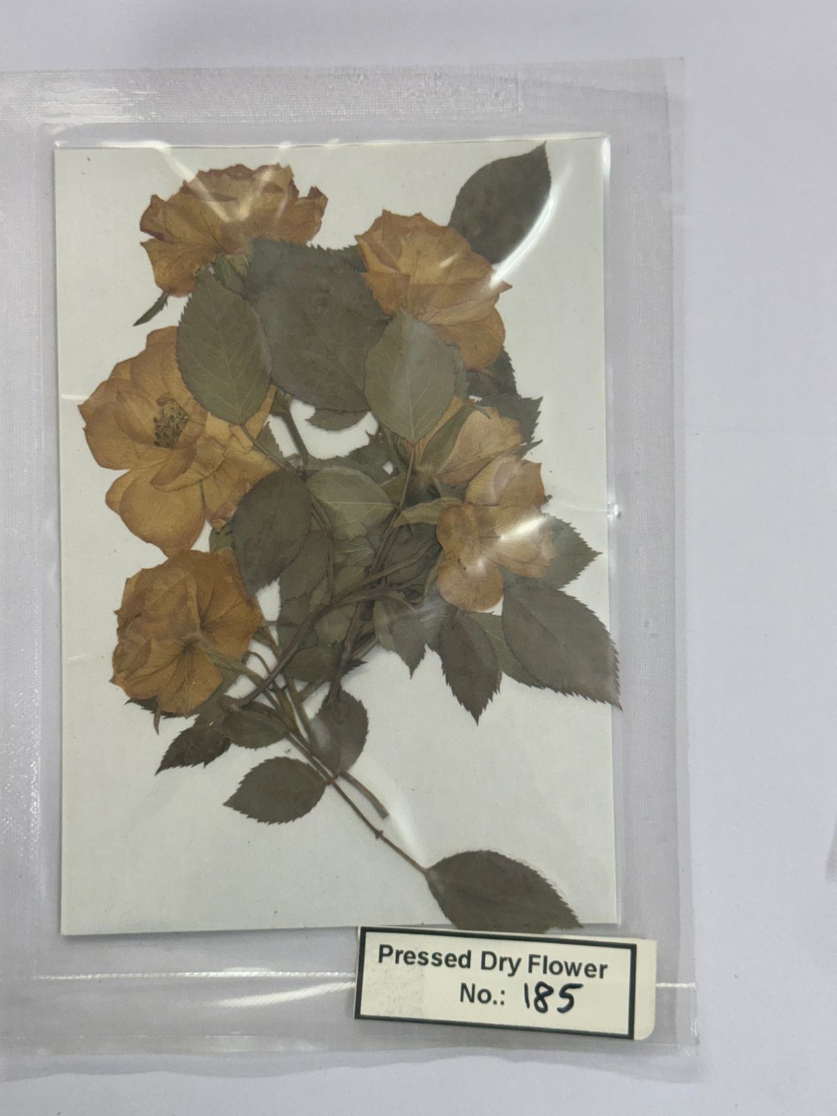 Pressed Dry Flowers- 1 pack – design – 185