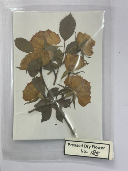 Pressed Dry Flowers- 1 pack – design – 185