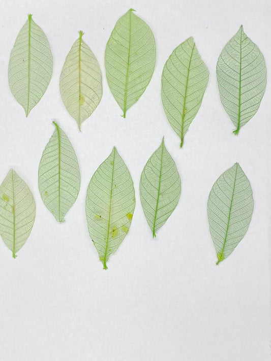 Leaves – 10 pieces- Design – 9