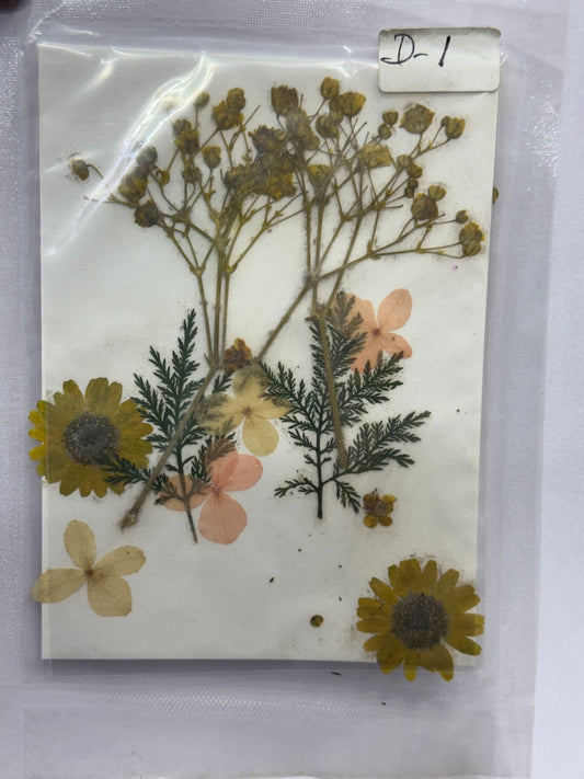 Pressed Dried Flowers- 1 pack Design -1