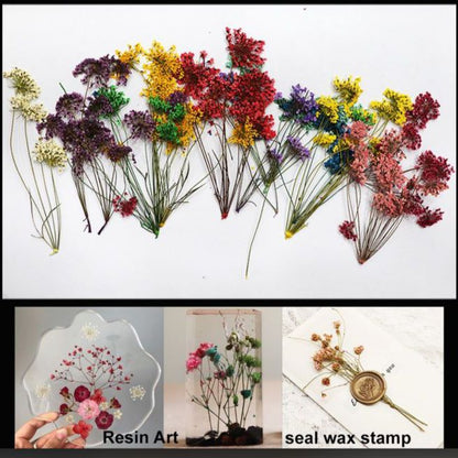 Pressed Dry Flowers- 1 pack – Multicolor DESIGN-144