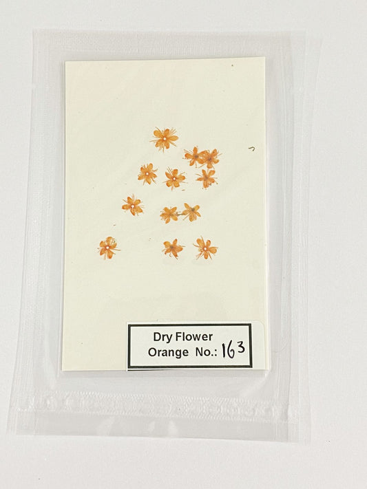 Pressed Dry Flowers- 1 pack – design – 163