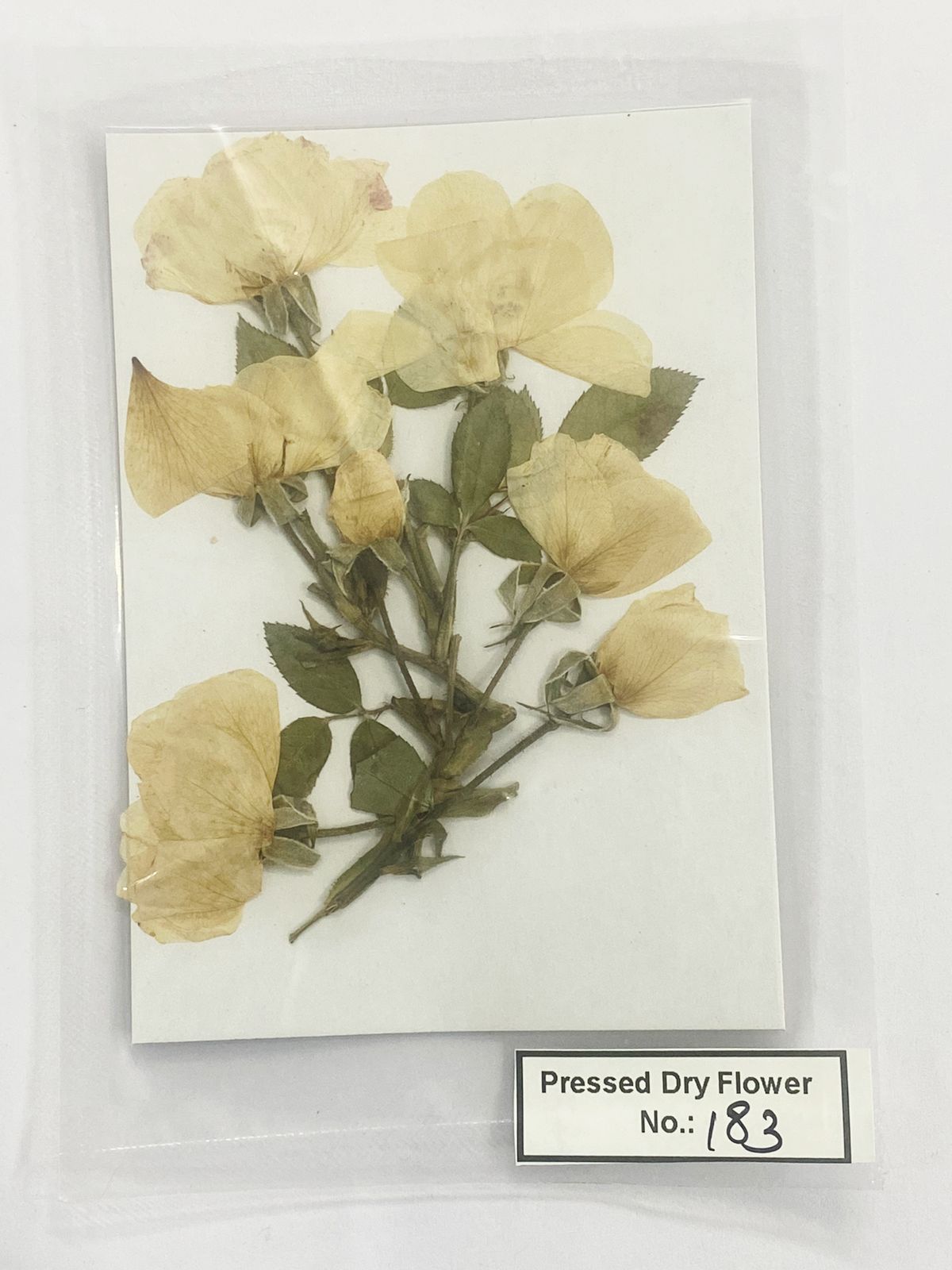 Pressed Dry Flowers- 1 pack – design – 183