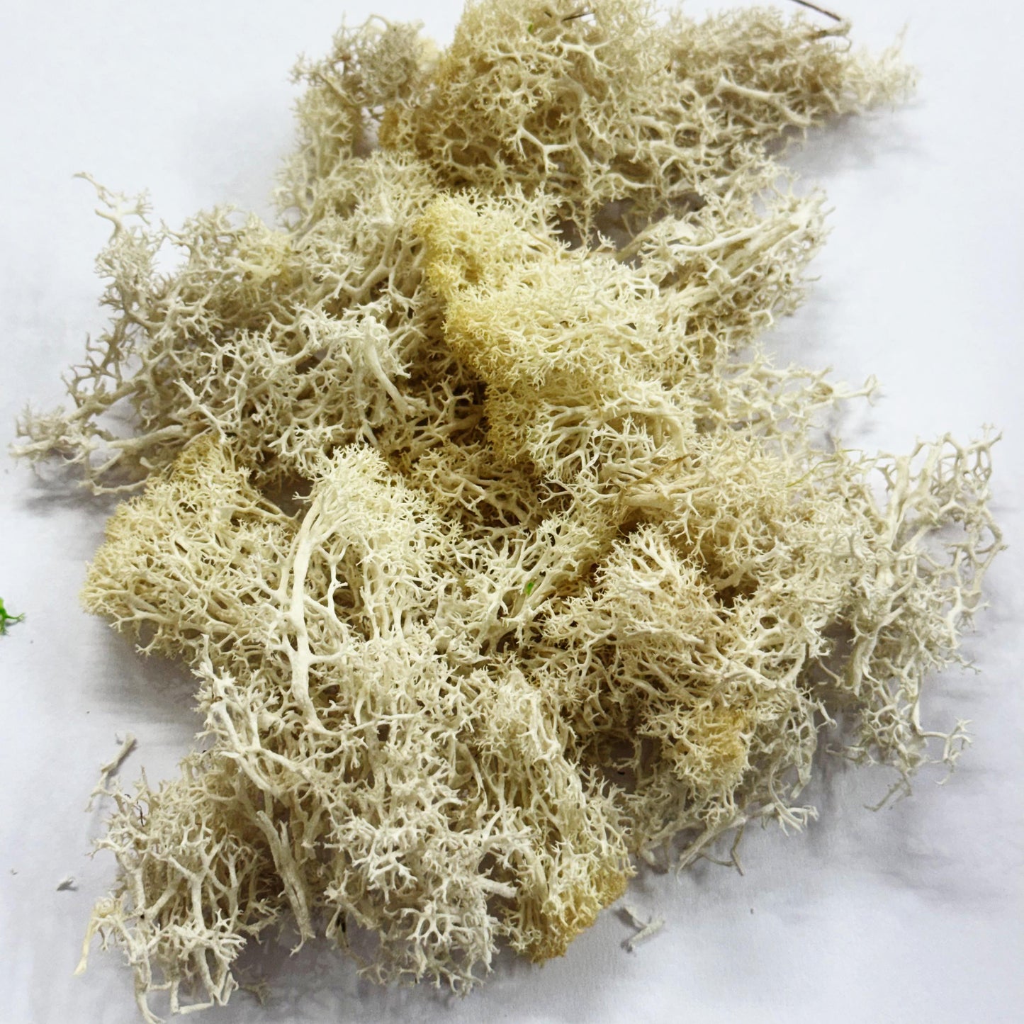 Moss Grass-  Cream color - 20 gm