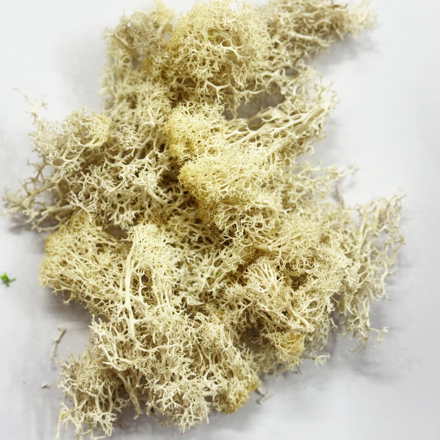 Moss Grass-  Cream color - 20 gm